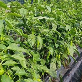 青森県産　パドロン（西洋ししとう）　500g 500g 野菜/スパイス通販