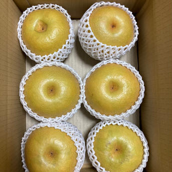 甘さが自慢です。大天梨 4kg 果物/梨通販
