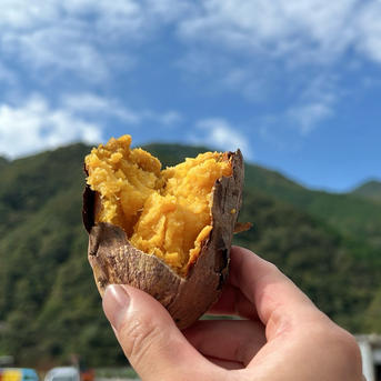 安納芋20kg】蜜があふれる、黄金のごちそう。栽培期間中農薬不使用