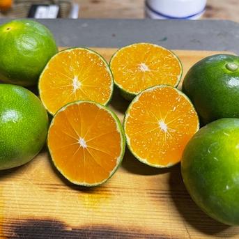 ゆら早生　20キロ 本当にお待たせしました、【ゆら】の季節です🍊 コロ丸！ゆら早生 約5