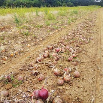 やさしい風の肥料・農薬不使用 自然栽培白玉ねぎ ｜ 野菜/玉ねぎ 産直