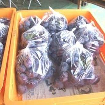 生プルーン サマーキュート2kg（家庭用） ｜ 果物/その他果物 産直