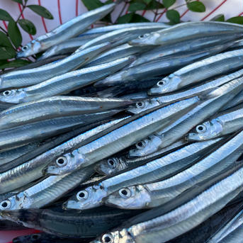 きびなご 生 2キロ(冷凍便) 2kg 魚介類/その他魚介通販