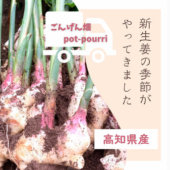 高知県産　朝採り新生姜レシピ付き　2キロ 2キロ 野菜/薬味通販