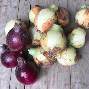 玉ねぎ２種セット【漢方栽培】 玉ねぎ3kg、赤玉ねぎ1kg 野菜/玉ねぎ通販