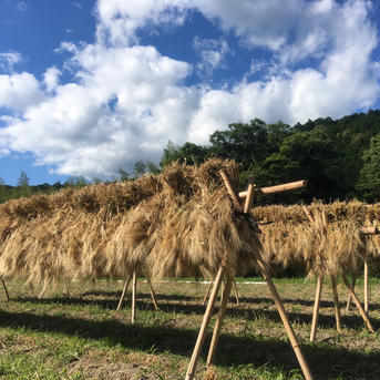 【三重県 熊野産】無農薬栽培　天日干し　六条麦茶 (150g×2個＋300g1個セット) お茶/その他のお茶通販