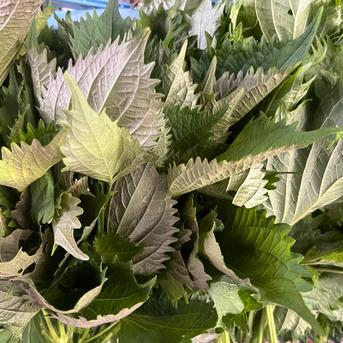☆有機JAS認証☆香り豊かな朝採れ青しそ600g 青しそ 野菜/その他野菜通販
