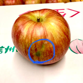 りんご シナノスイート 約5kg ご家庭用 約5kg(10個〜20個) 果物/りんご通販