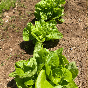 はぴぱらサラダ菜1kg 1kg 野菜/葉物通販