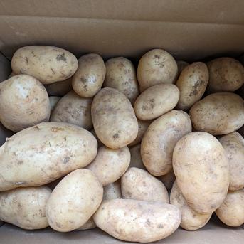沖永良部島産新じゃがいも5キロ ｜ 野菜/じゃがいも 産直アウル 農家