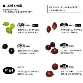 訳あり　白丸　葡萄　ぶどう　果物　くだもの　にん忍葡萄園 約900g 果物/ぶどう通販
