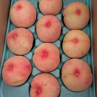採れたて発送！小布施の【なつっこ】 桃中玉〜大玉、6〜11個 果物/もも通販