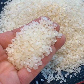 新米できました🌾炊きたて艶ピカッ°˖✧静岡県産コシヒカリ 　白米4kg【2023年米】 2ｋｇ×2袋　計4ｋｇ 米・穀物/米/精米通販
