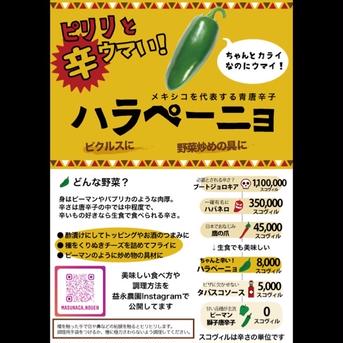 うま辛ハラペーニョ1kg 1kg 野菜/スパイス通販