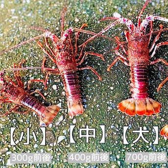 超特大サイズ！伊勢エビ！１匹　　900g前後 １匹　880g～920g 魚介類/エビ通販