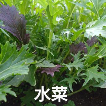 ❲60ｻｲｽﾞ❳おまかせ野菜セット(写真で随時更新📸) ケール16〜20枚くらい　玉レタス2玉くらい　水菜1握りくらい 野菜/野菜セット・詰め合わせ通販