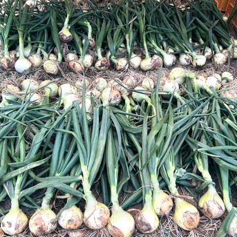 淡路島産  新玉ねぎ 淡路島 新玉ねぎ 10kg 野菜/玉ねぎ通販