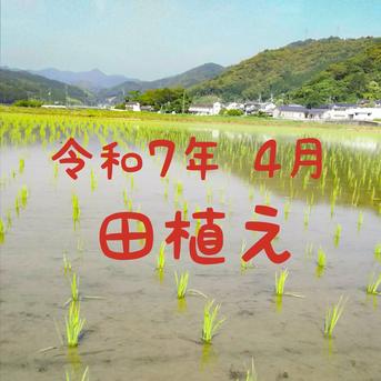 ネット決済① 令和7年産 高知県産 コシヒカリ 玄米10㎏(袋込み)