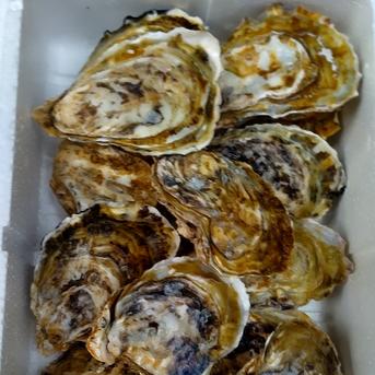 牡蠣Lサイズ（鏡オイスター） 1.5キロ（約17個） 魚介類/牡蠣通販