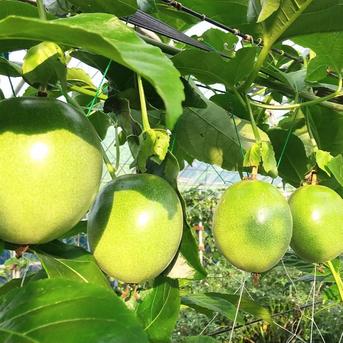 南国鹿児島の太陽をたっぷり浴びた【パッションフルーツ】5kg