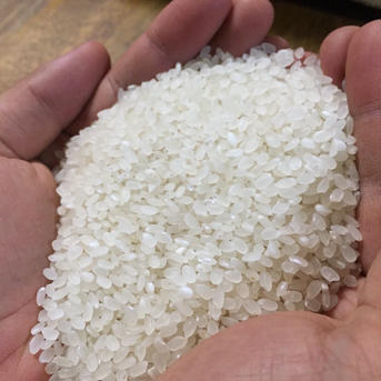樫村ふぁーむのコシヒカリ玄米10kg 10kg 米・穀物/玄米通販
