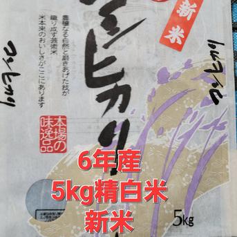 5kg精白米コシヒカリ 5kg 米・穀物/米/精米通販