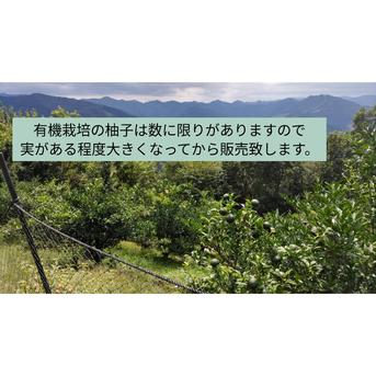 宮崎県西米良の青ゆず 有機栽培 約2kg ｜ 果物/香酸柑橘(ライム