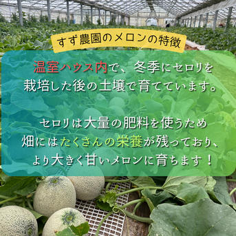 B品】ルピアレッド 6L2玉 ｜ 果物/メロン 産直アウル 農家・漁師など