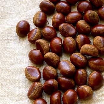 厳選熟成栗】農林水産大臣賞受賞の和栗：大サイズ（2Lサイズ） | 果物