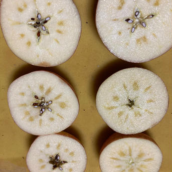 2箱分！樹上完熟葉取らずサンふじ訳あり5キロ16-23×2箱 蜜入り期待大！農薬半減栽培で安心安全！今年もかなり遅くもぎます！ 5キロ16-23×2箱 果物/りんご通販