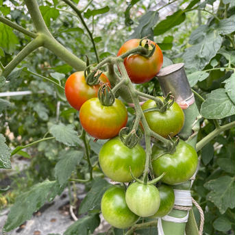 てんとうむしのトマト 1.8キログラム以上 野菜/トマト通販