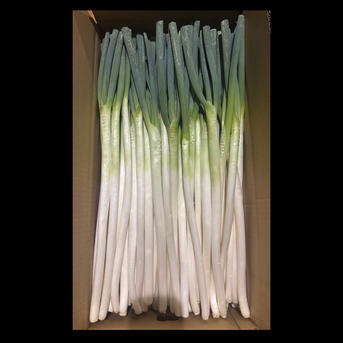 大分県産 採れたて白ネギ（細め）6kg ｜ 野菜/ねぎ 産直アウル 農家