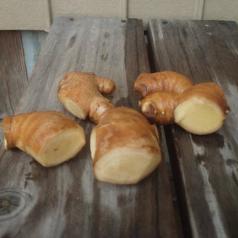 高知県産囲生姜5Kg | 野菜/薬味 産直アウル 農家から直接野菜