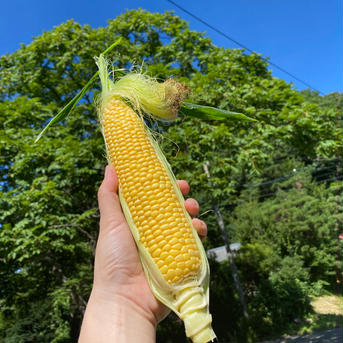 贈り物🎁にもどうぞ！五味農園の『極』甘とうもろこし！6本程 6本程 野菜/とうもろこし通販
