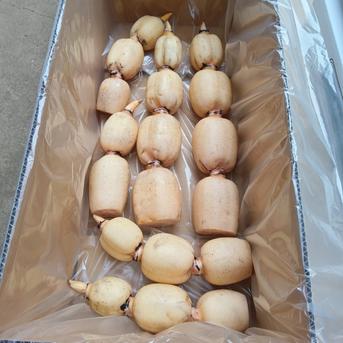 6周年限定】厳選れんこん4キロ | 野菜/蓮根 産直アウル 農家から直接