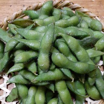 農薬不使用   越後妻有十日町の  枝付き枝豆 枝付き枝豆1袋300g以上x4 野菜/枝豆通販