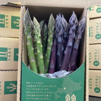 【50セット限定】北海道産！グリーン(500g)と紫(500g)の2色食べ比べセット(合計1kg)！紫アスパラは新品種「RG紫色舞ファースト」 グリーンアスパラガス(500ｇ)+ 紫アスパラガス(500ｇ) 野菜/アスパラガス通販