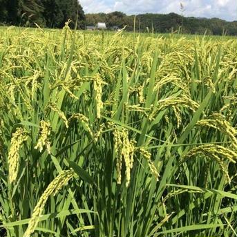 <在庫処分>令和2年熊本県産 球磨川流域の米(ヒノヒカリ)白米10kg 5kg袋X2 5kg袋x2 米・穀物/米/精米通販