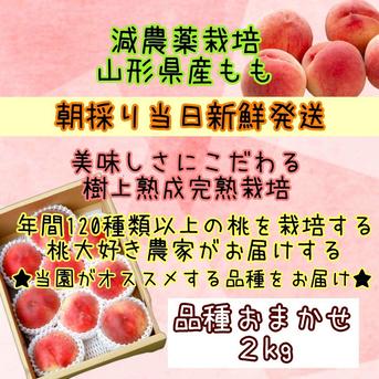 ★朝採り当日発送★美味しさにこだわる★樹上熟成完熟栽培★甘くてジューシーな桃をお届け【品種おまかせコース】 桃 2kg（品種おまかせ） 果物/もも通販