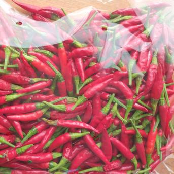 生 鷹の爪（フレッシュ唐辛子）300g｜淡路島産｜そのまま冷凍OK