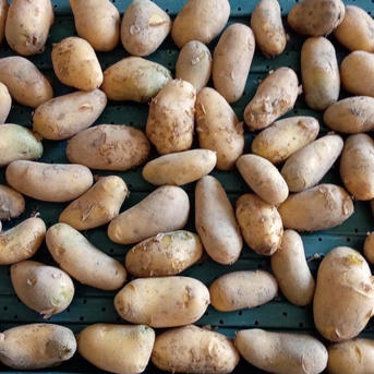 メークイン男爵 男爵いも 写真 秋の旬野菜 ジャガイモ をおいしく 