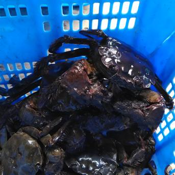 活モクズガニ【海水なしタイプ】 小中サイズ４kg(目安40-80杯) ツガニ つがに 宮城県松島産  配送地域四国中国九州沖縄の方におススメ  他に大サイズも出品中 もくずがに 4kg 魚介類/カニ通販