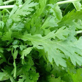 【特選！お鍋用野菜セット】朝獲れ野菜たっぷり約５〜７人分【糸島市ふるさと納税出品商品】 5キロ以内 野菜/野菜セット・詰め合わせ通販