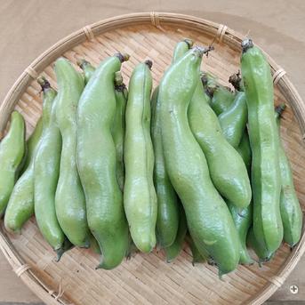 新鮮【そら豆】箱込約2kg5月中旬から発送の予約販売 ｜ 野菜/豆類 産直 
