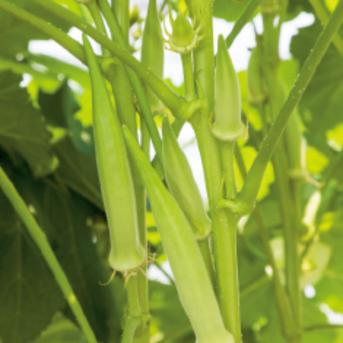 【常温便】白オクラ 0.5kg 0.5kg 野菜/オクラ通販