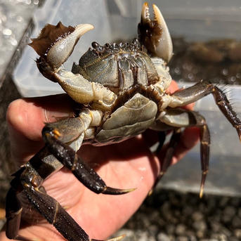 清流、五ヶ瀬川漁れモクズガニ(オス)1kg ｜ 魚介類/カニ 産直アウル