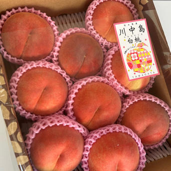 桃の王様！山形県産川中島白桃【3キロ大玉】 ｜ 果物/もも 産直アウル