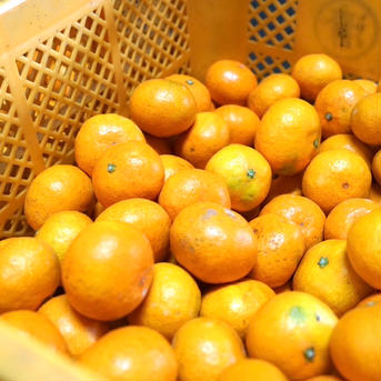 清水果樹園の極早生みかん 約5k 果物/温州みかん通販