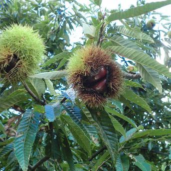 そのまま使える新鮮むき栗 無農薬 自然栽培 | 果物/栗 産直アウル 農家