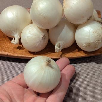 やさしい風の肥料・農薬不使用 自然栽培白玉ねぎ ｜ 野菜/玉ねぎ 産直